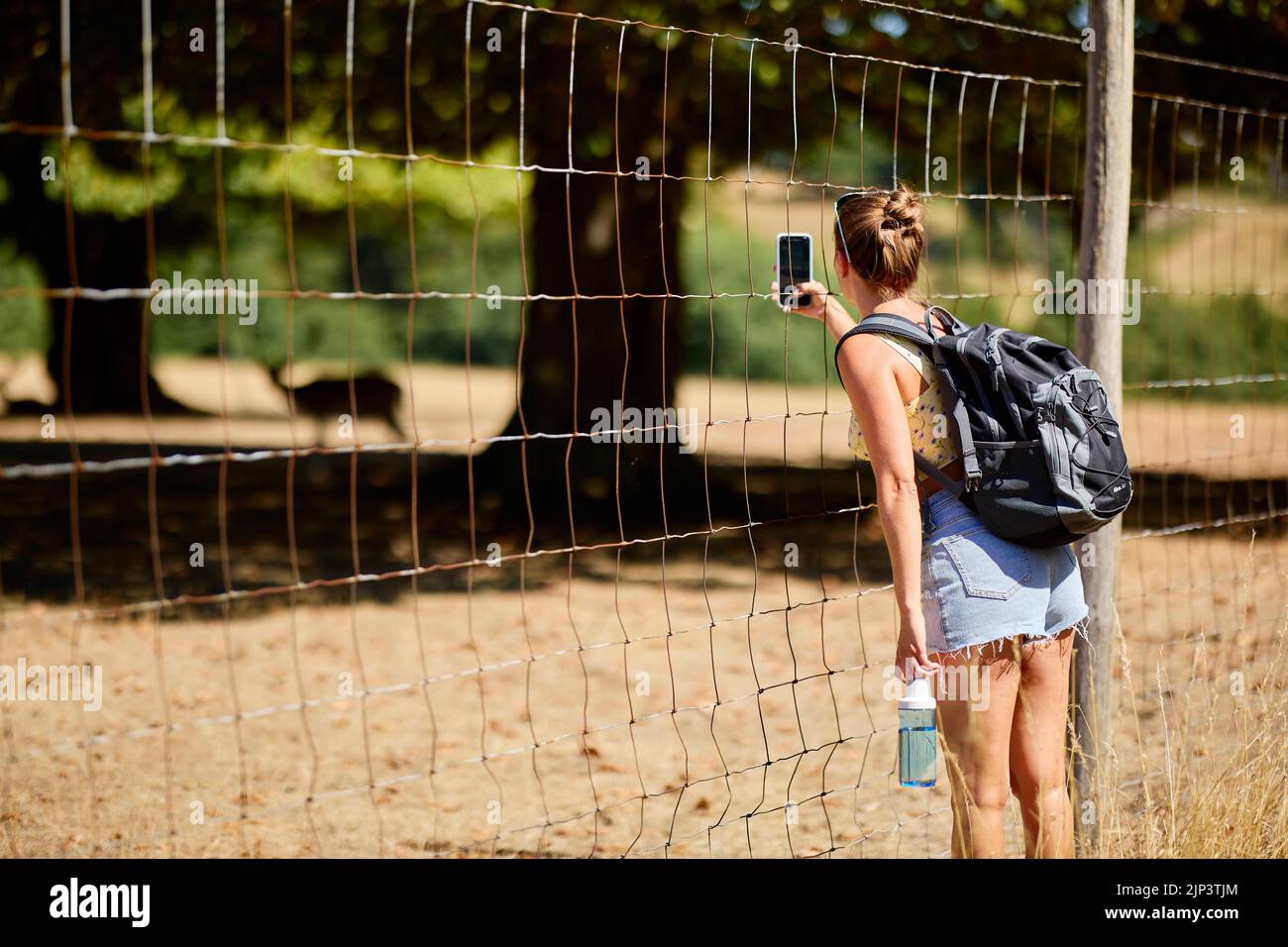 Woman taking a picture of wildlife Stock Photo