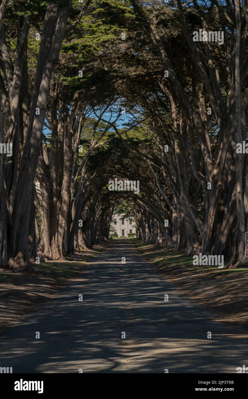 A vertical shot of a path surrounded by trees creating a tunnel to a building at the end of the road Stock Photo