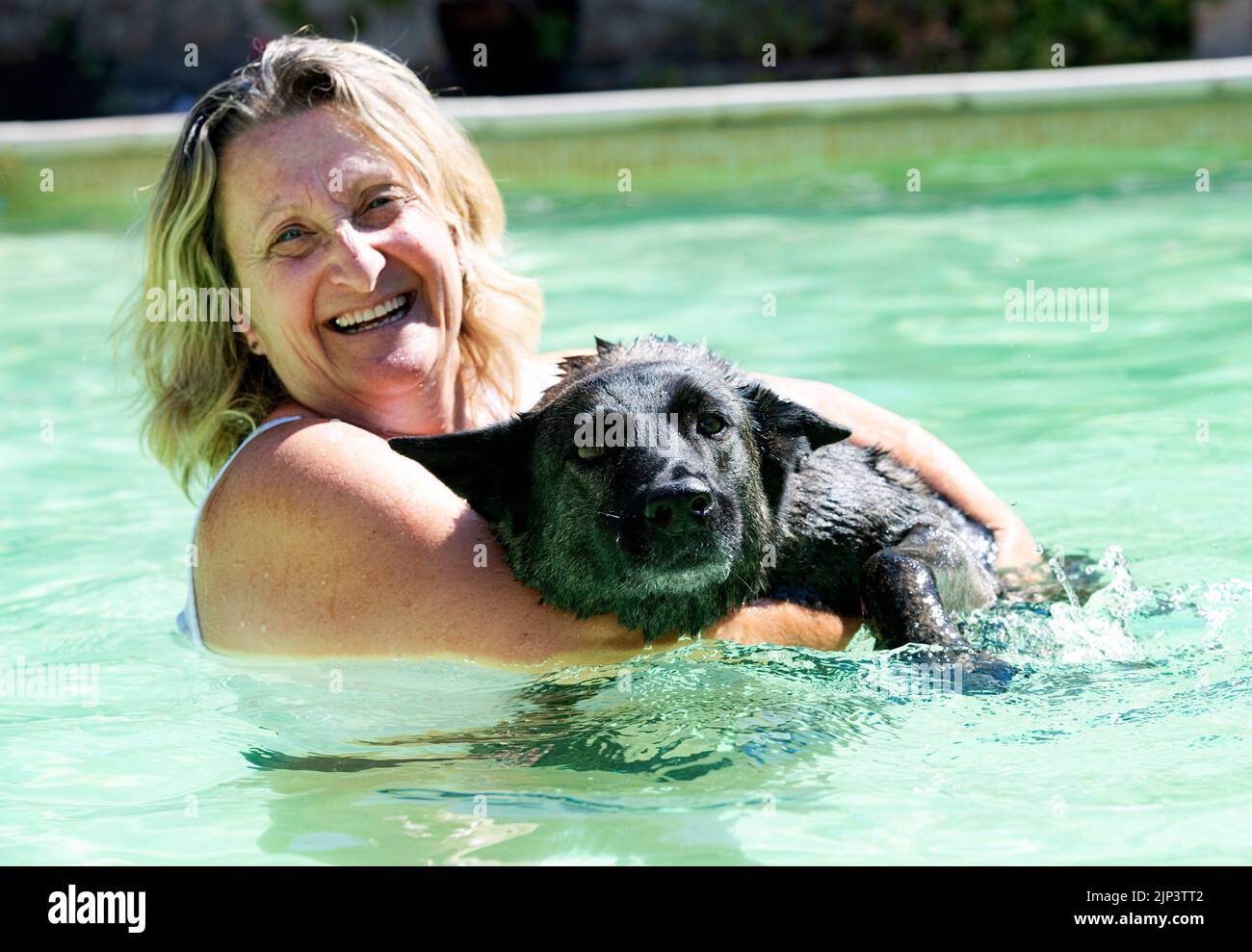 Dutch Shepherd and woman swimming in a swimming pool in summer Stock Photo