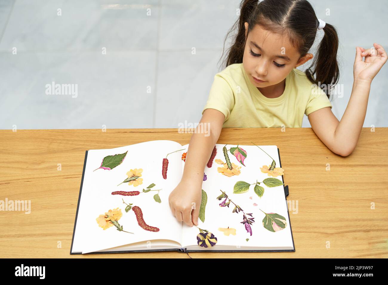 Child with dried flowers making herbarium on dining wood table in home. Dried pressed flowers view from above. Stock Photo
