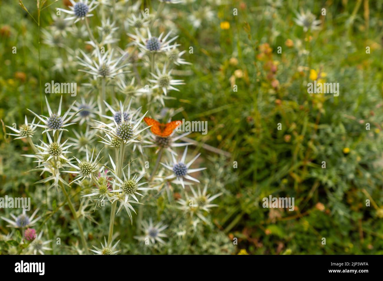 A closeup of mountain wildflowers in the Ripera valley in the town of Panticosa Stock Photo