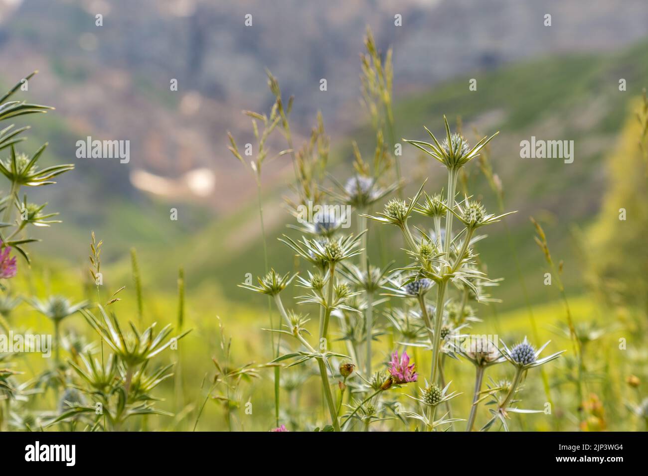 A closeup of mountain wildflowers in the Ripera valley in the town of Panticosa Stock Photo