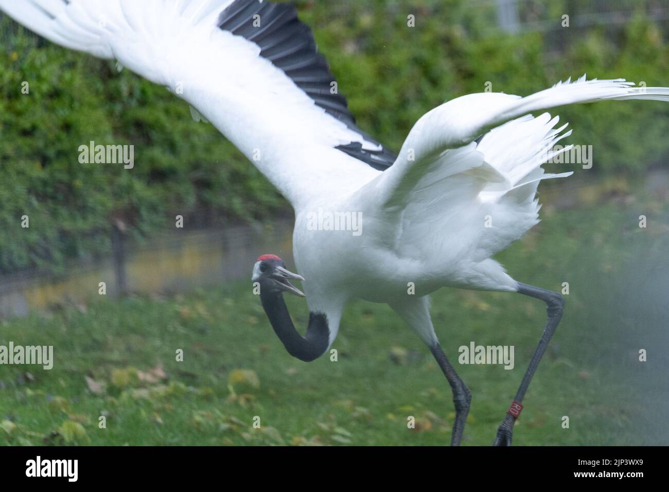 A red-crowned crane flying off from a field Stock Photo - Alamy