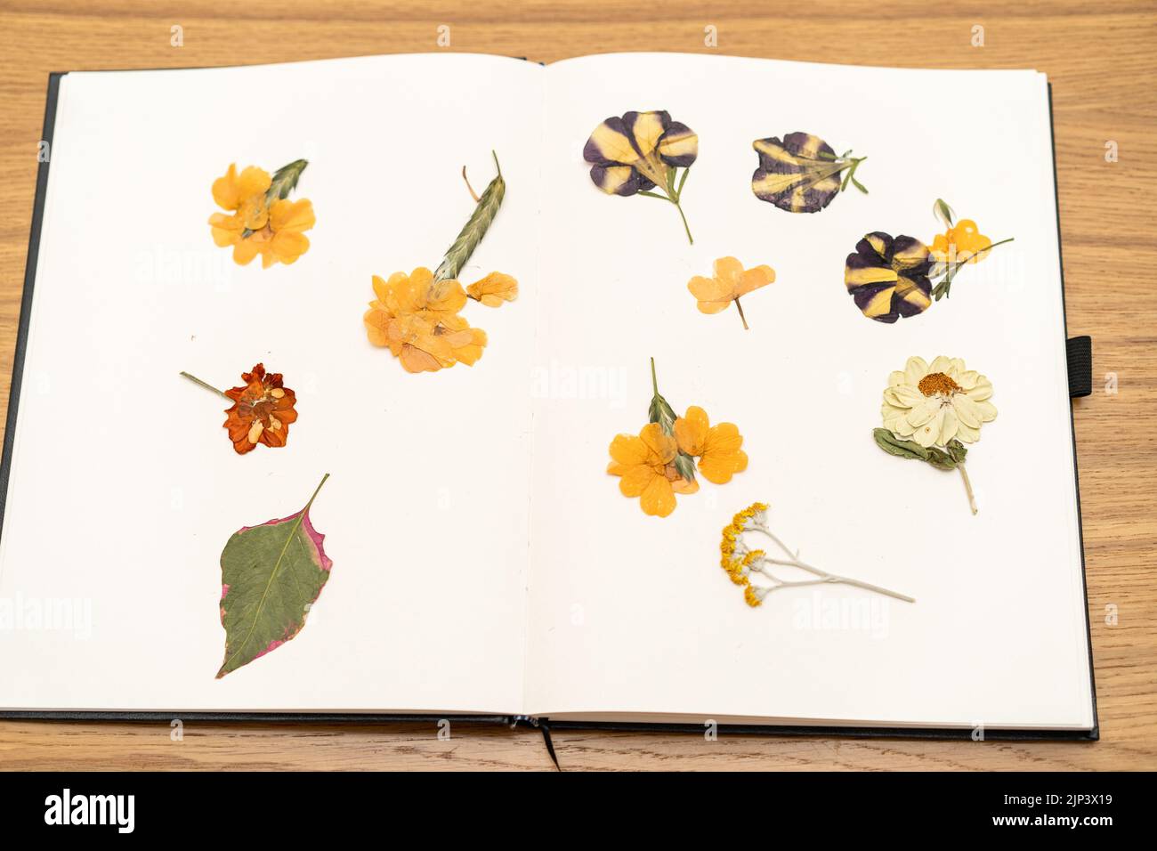 Old book with dry flower collection. Herbarium book to keep dried and pressed flowers. Stock Photo