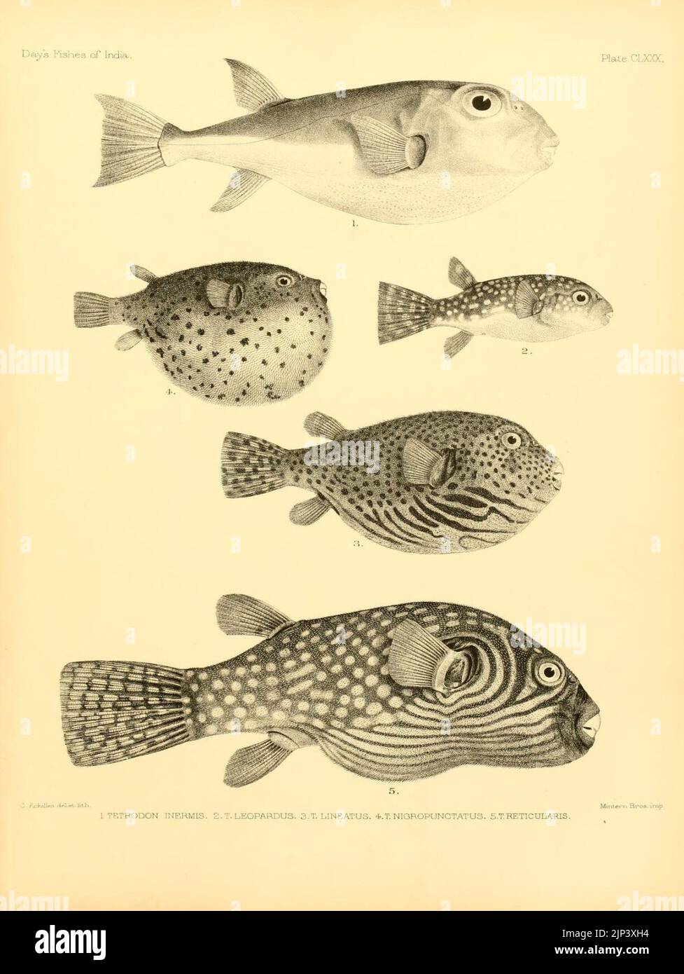 The fishes of India (7070552041 Stock Photo - Alamy