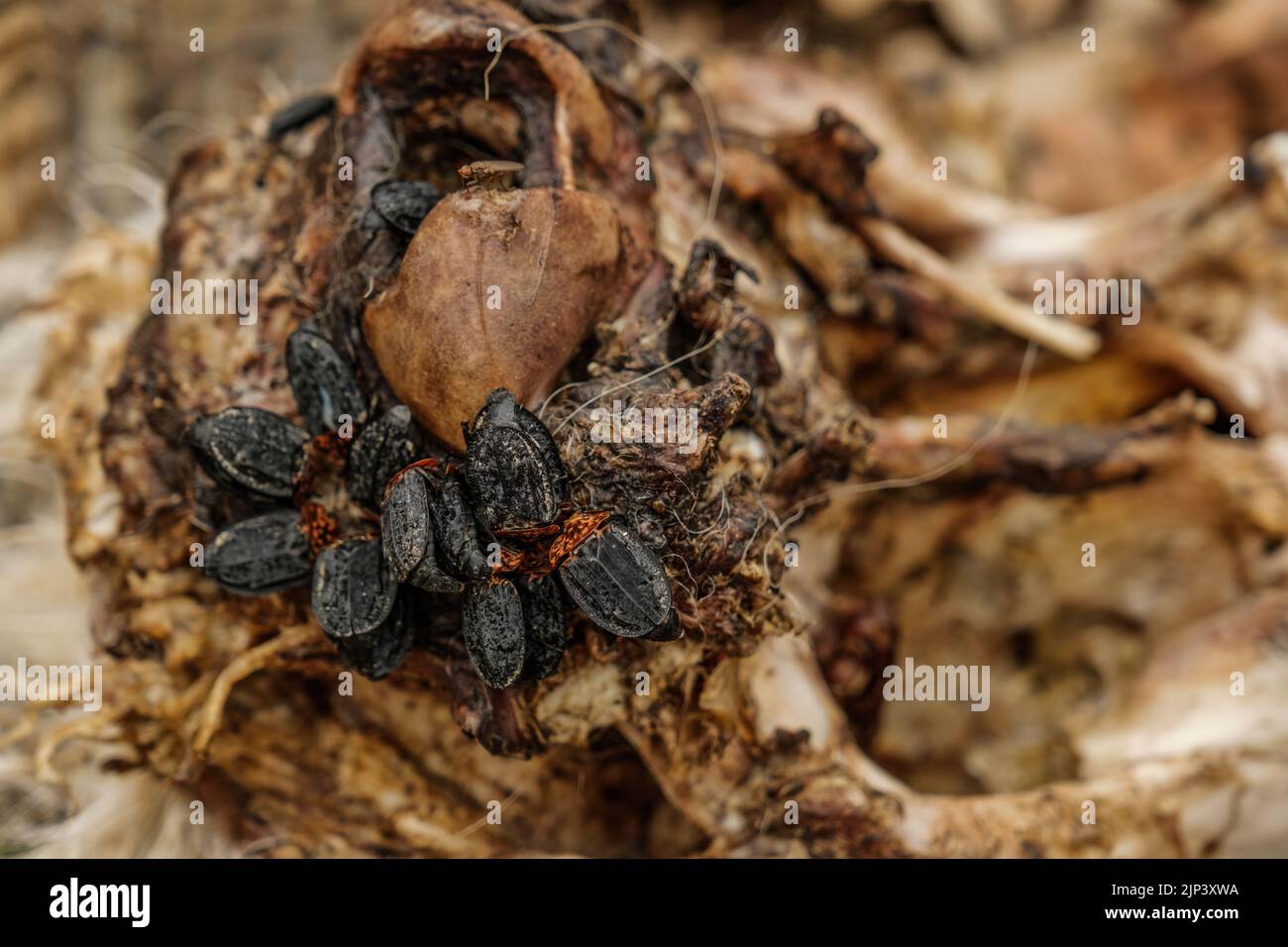 a carrion beetle feed on the bodies of dead and decaying animal Stock ... Biology Diagrams