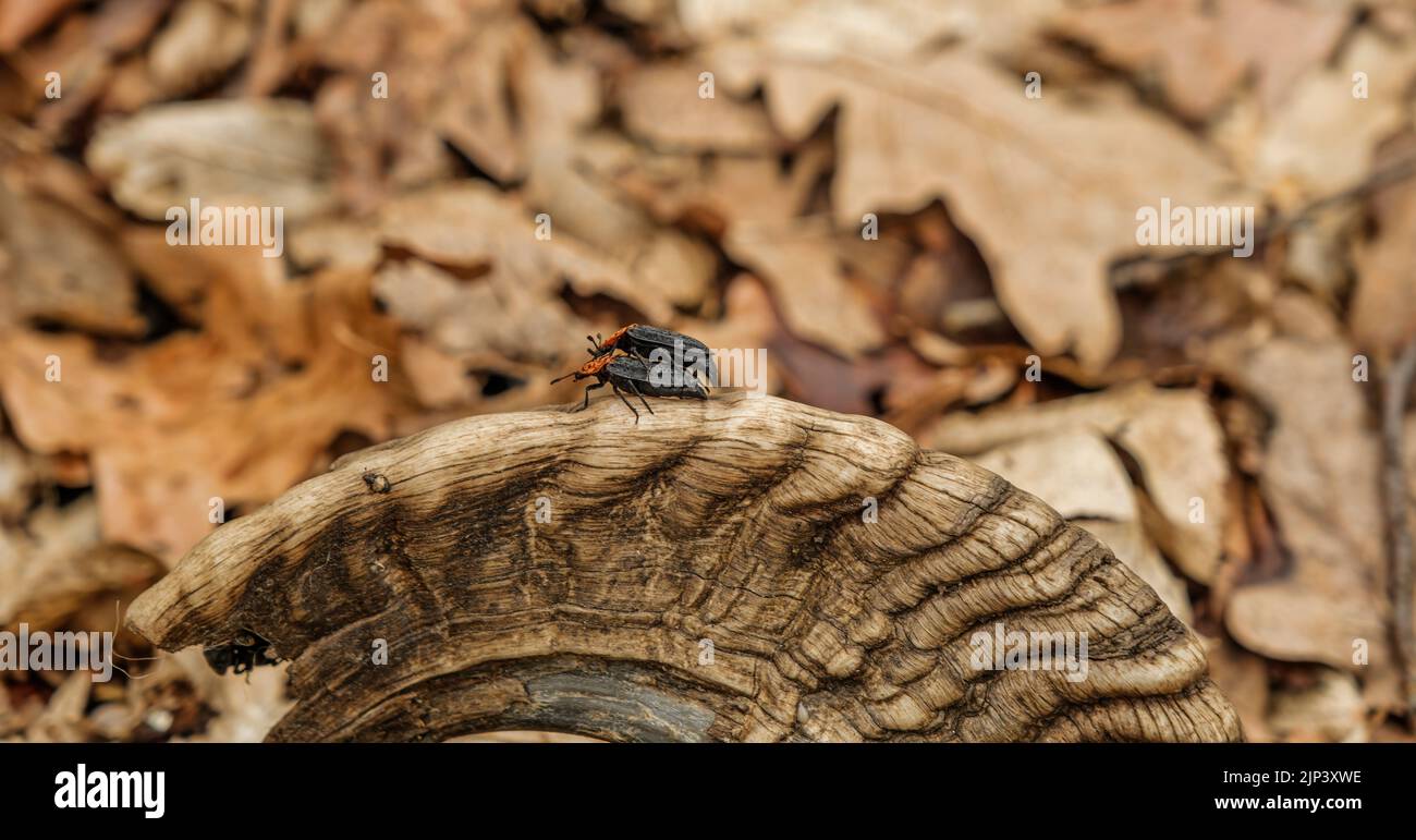 a carrion beetle feed on the bodies of dead and decaying animal Stock ...