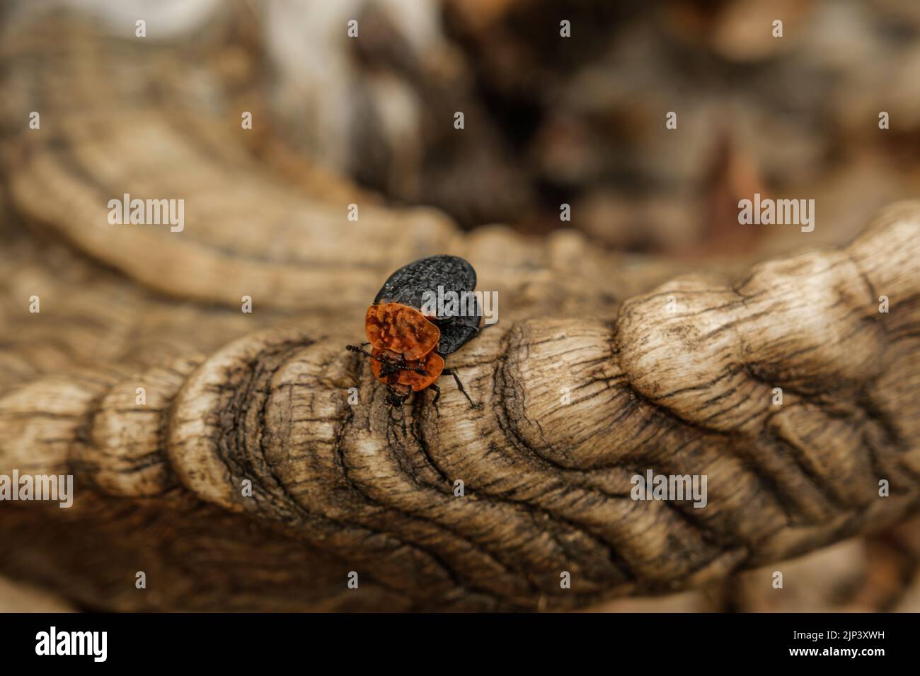 a carrion beetle feed on the bodies of dead and decaying animal Stock ...