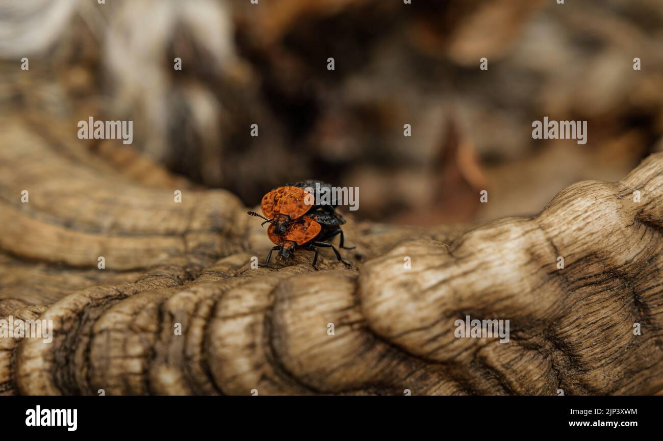 a carrion beetle feed on the bodies of dead and decaying animal Stock