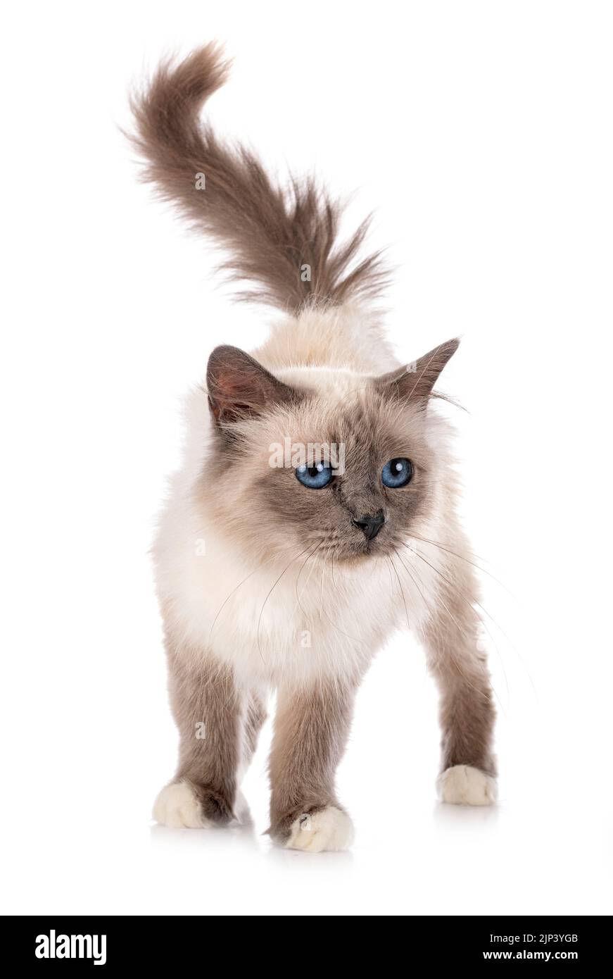 birman cat in front of white background Stock Photo