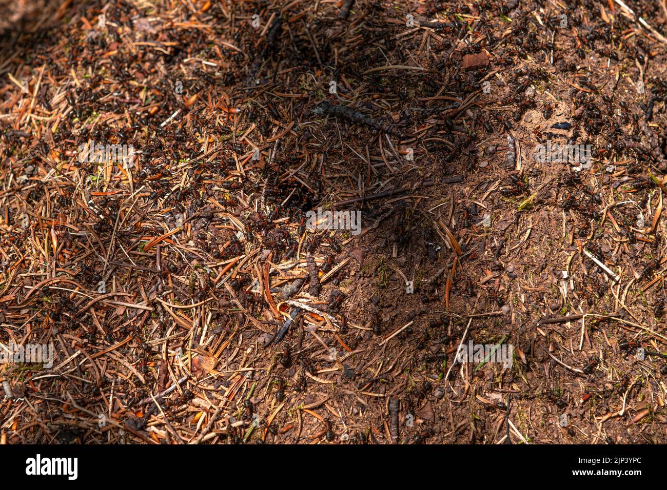 Closeup view on top of anthill from pine needles and branches with