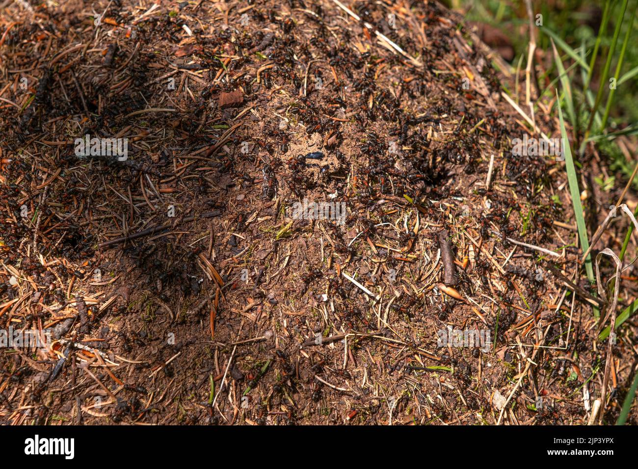 Closeup view on top of anthill from pine needles and branches with