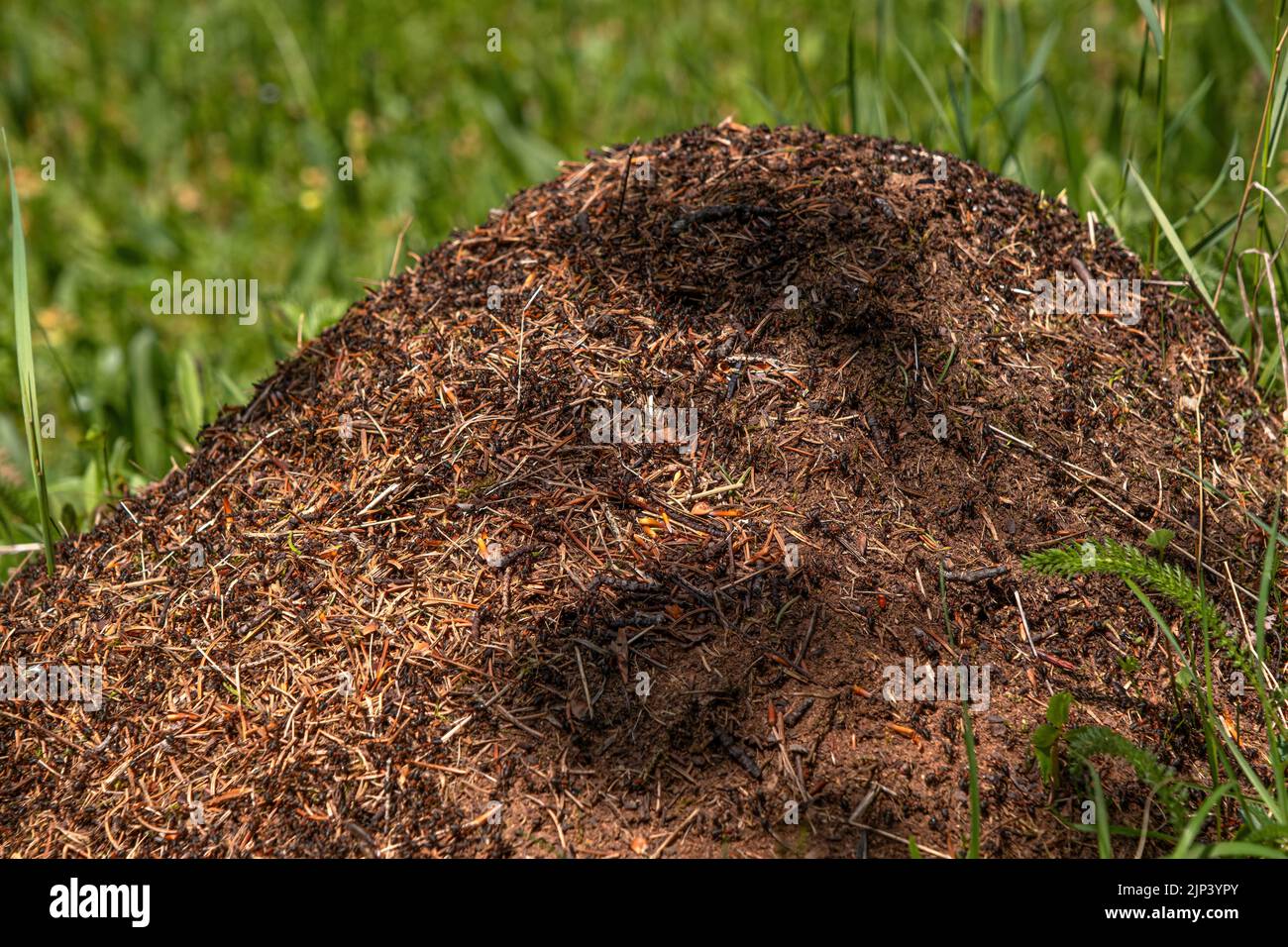 Closeup view on top of anthill from pine needles and branches with