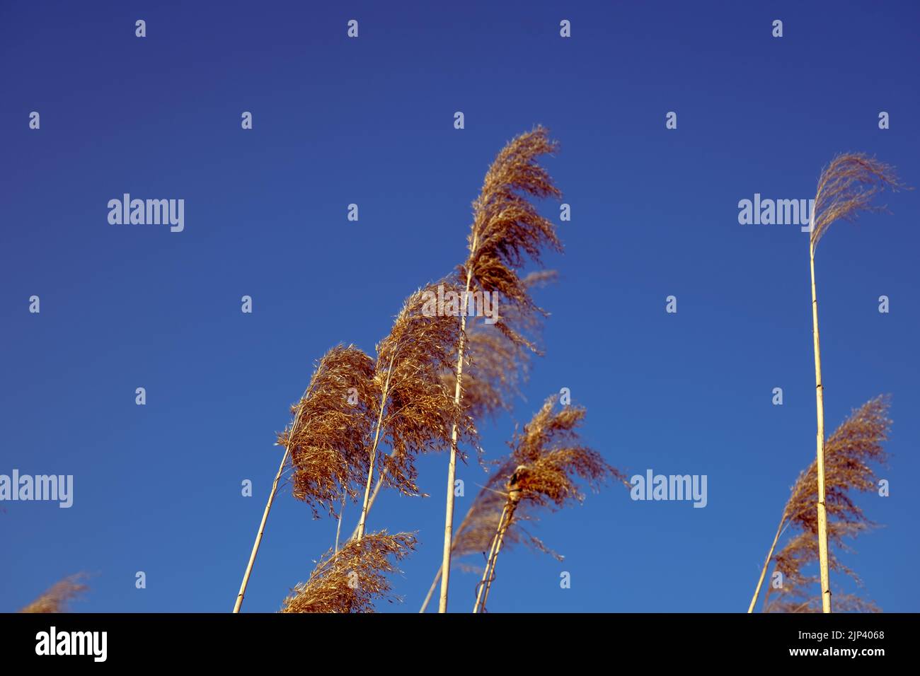 dried rush in the wind with blue sky Stock Photo - Alamy