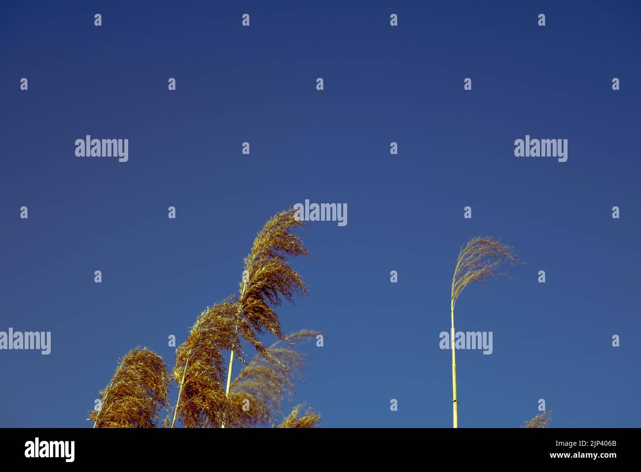 dried rush in the wind with blue sky Stock Photo - Alamy