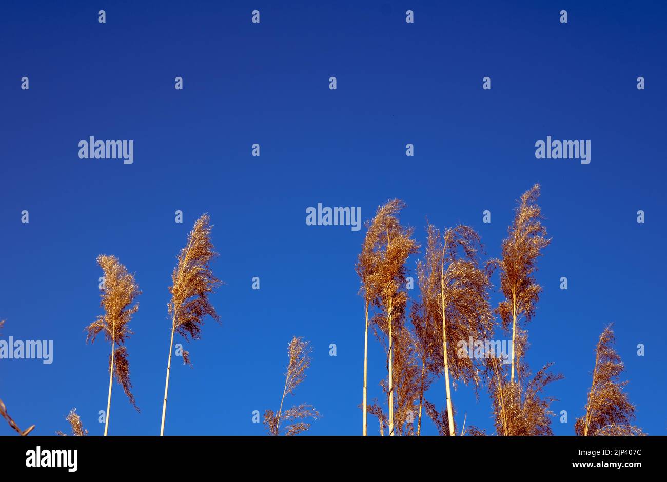 dried rush in the wind with blue sky Stock Photo - Alamy