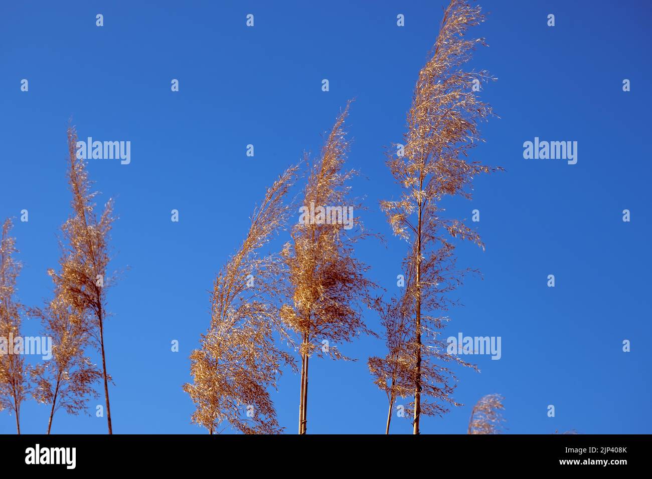 Dried Rush In The Wind With Blue Sky Stock Photo - Alamy