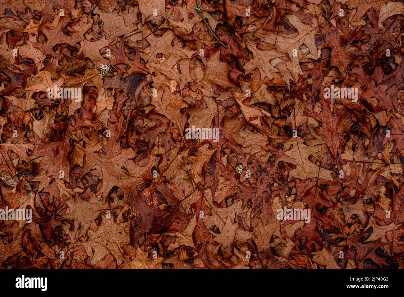 Dry leaves on the ground in forest, top view Stock Photo - Alamy