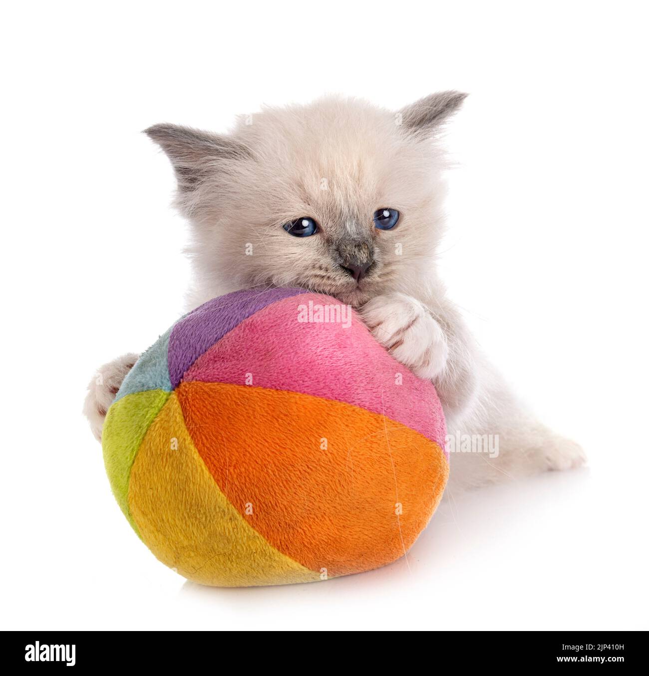 birman kitten in front of white background Stock Photo