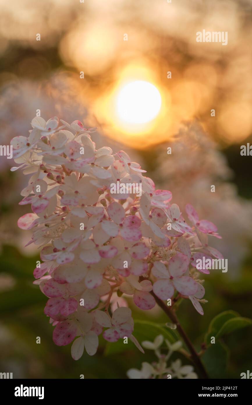 A vertical selective focus of Hydrangea paniculata flowers blooming in ...