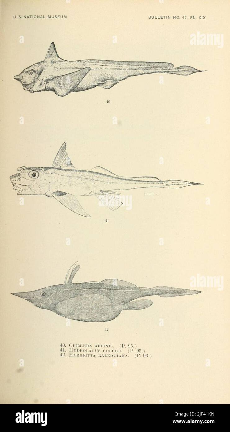 The fishes of North and Middle America (Pl. XIX) (7983298235) Stock Photo