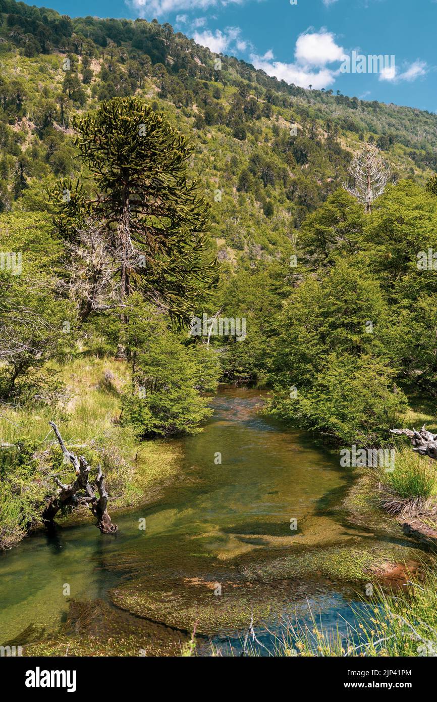 A vertical shot of Madsen Hole located on the Noyo River in Fort Bragg on a sunny day Stock Photo