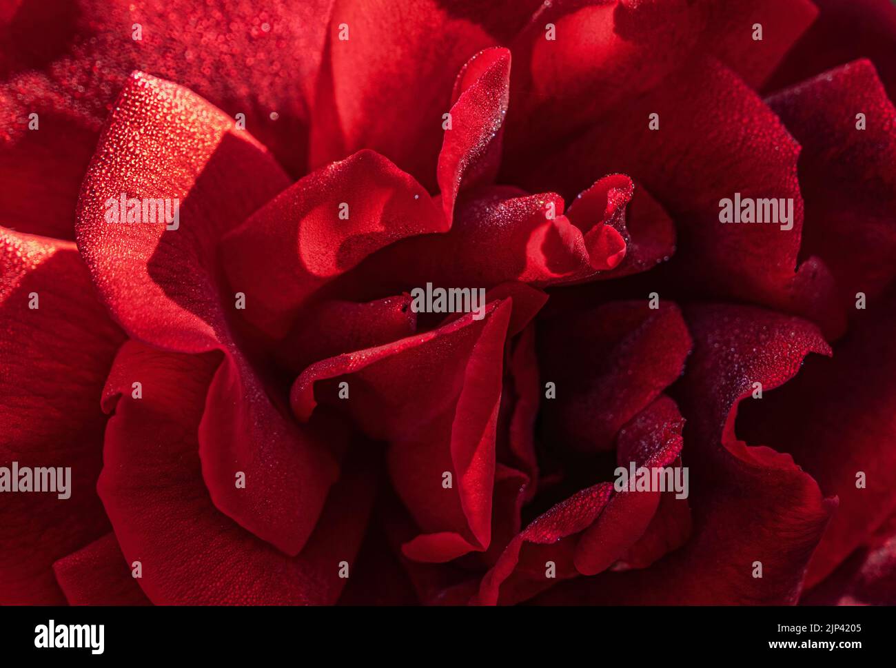 red rose with fine drops of dew Stock Photo - Alamy