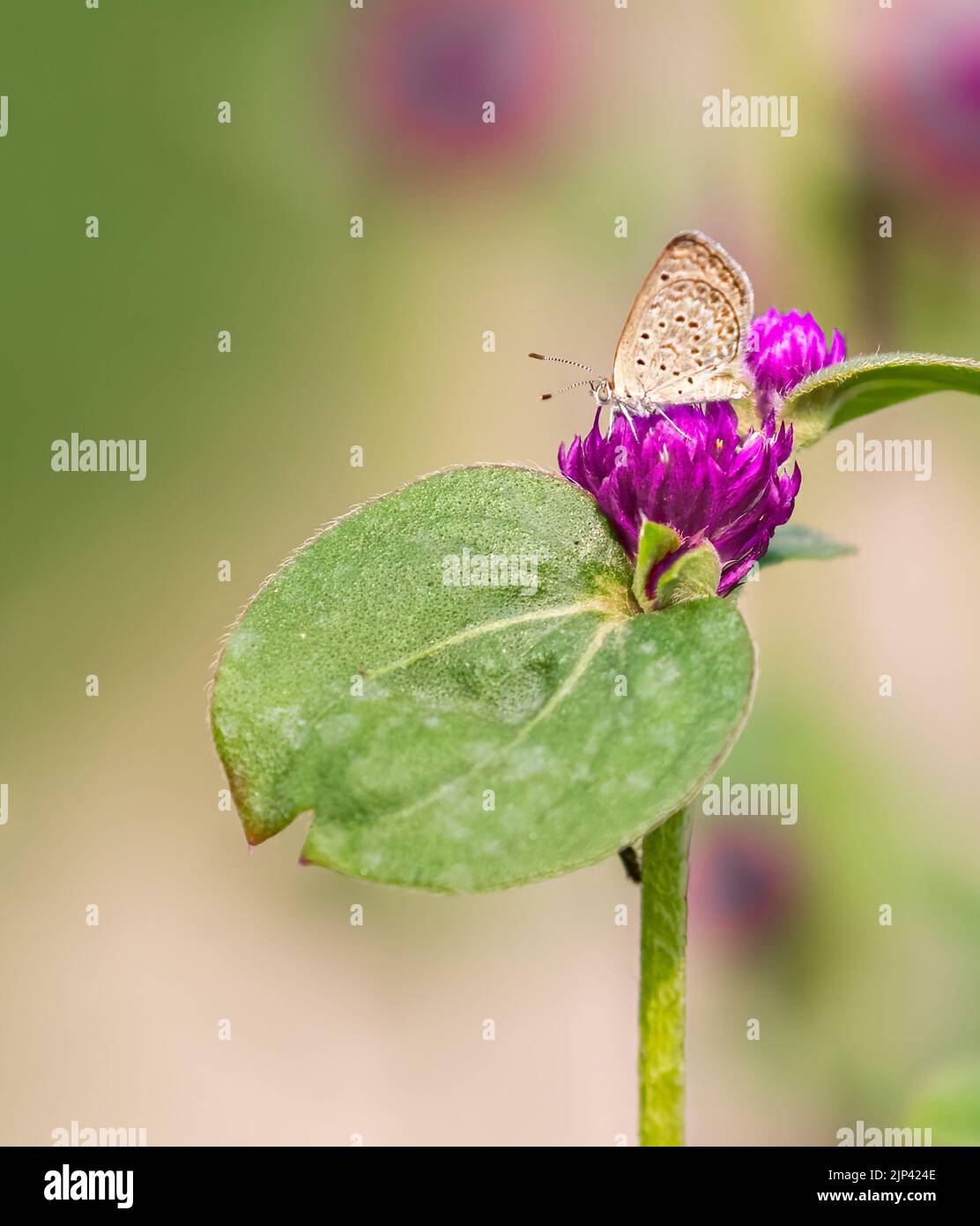 A vertical shot of a beautiful tiny butterfly sitting on a Gomphrena Globosa flower Stock Photo