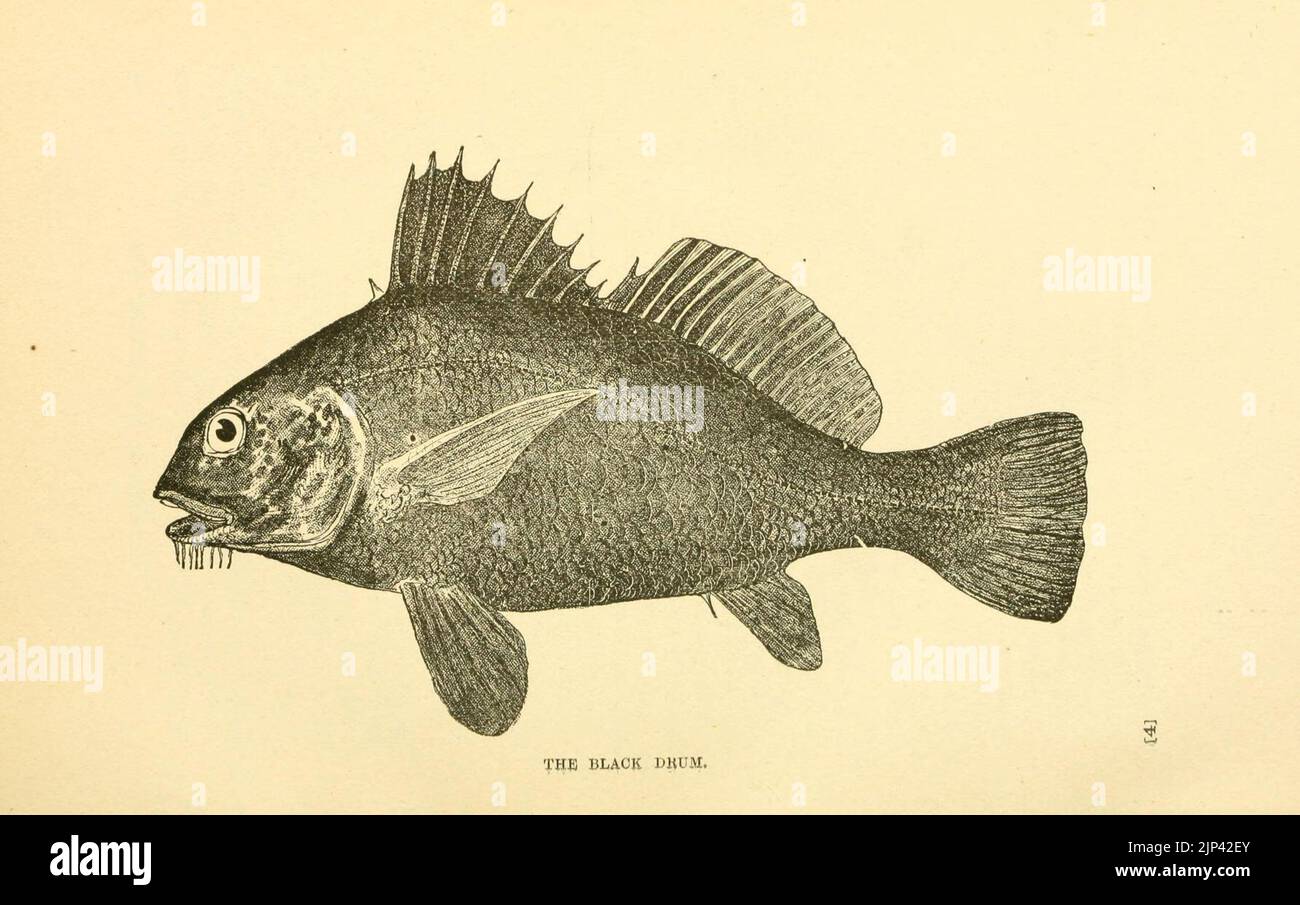 The fishes of the east Atlantic coast (Plate 7) (6801172897) Stock Photo