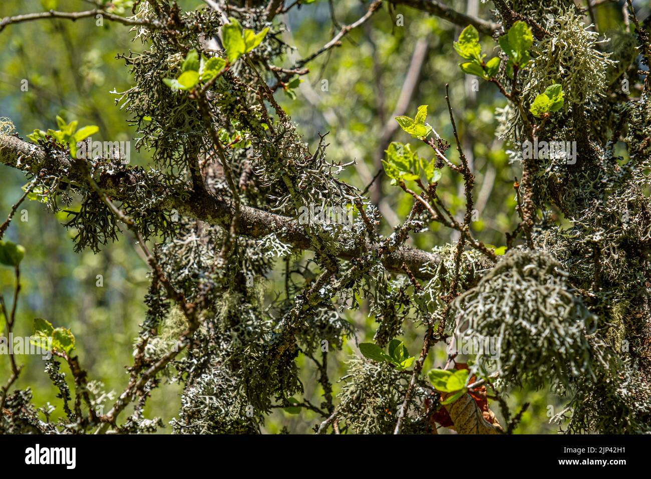 Straw beard lichen, other fungi and moss on the tree branch Stock Photo
