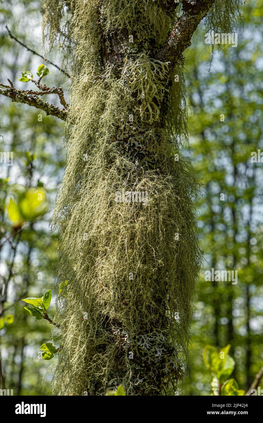 Straw beard lichen, other fungi and moss on the tree branch Stock Photo