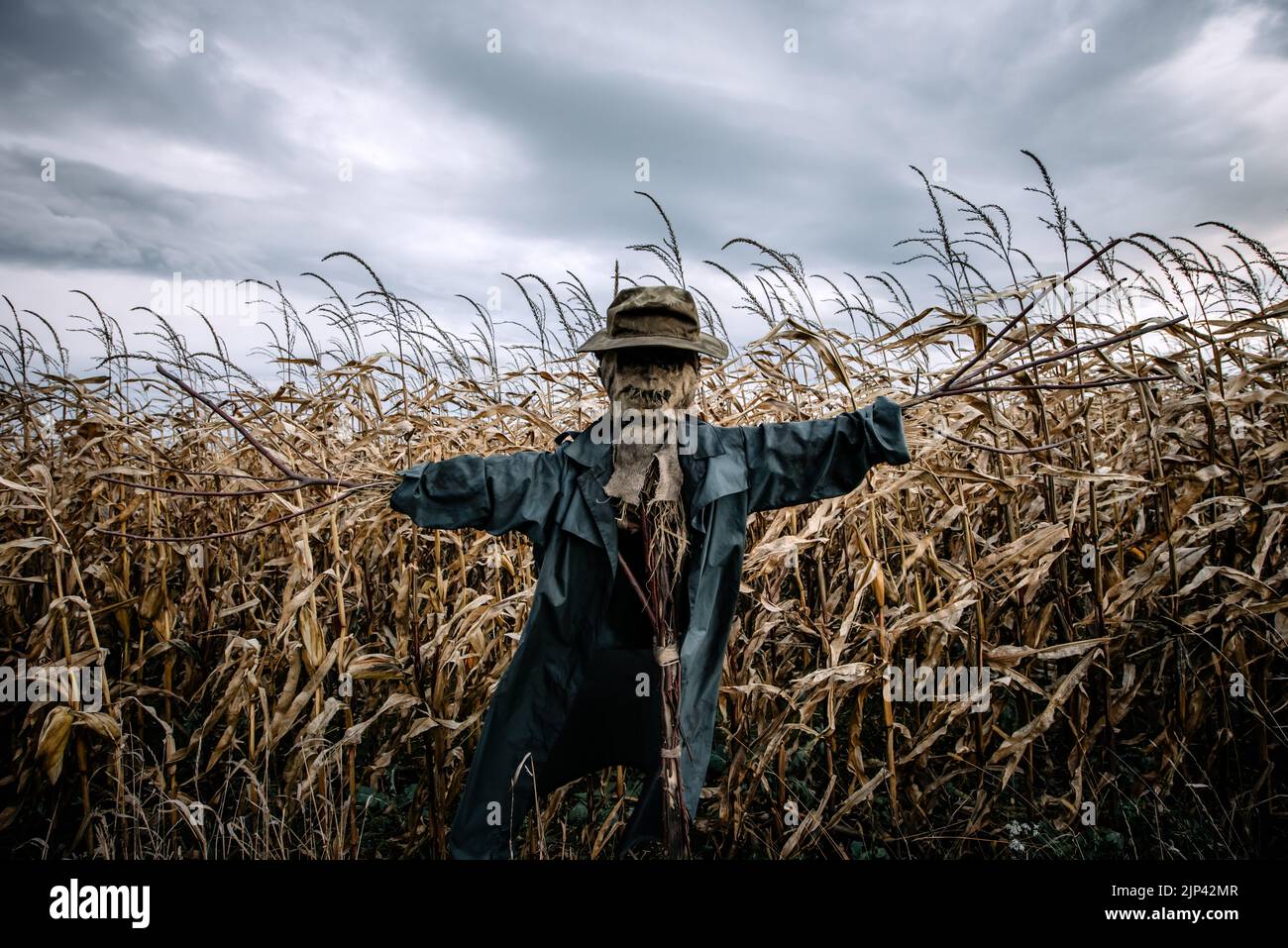 Scary scarecrow in a hat and coat on a evening autumn cornfield. Spooky Halloween holiday concept. Halloweens background Stock Photo