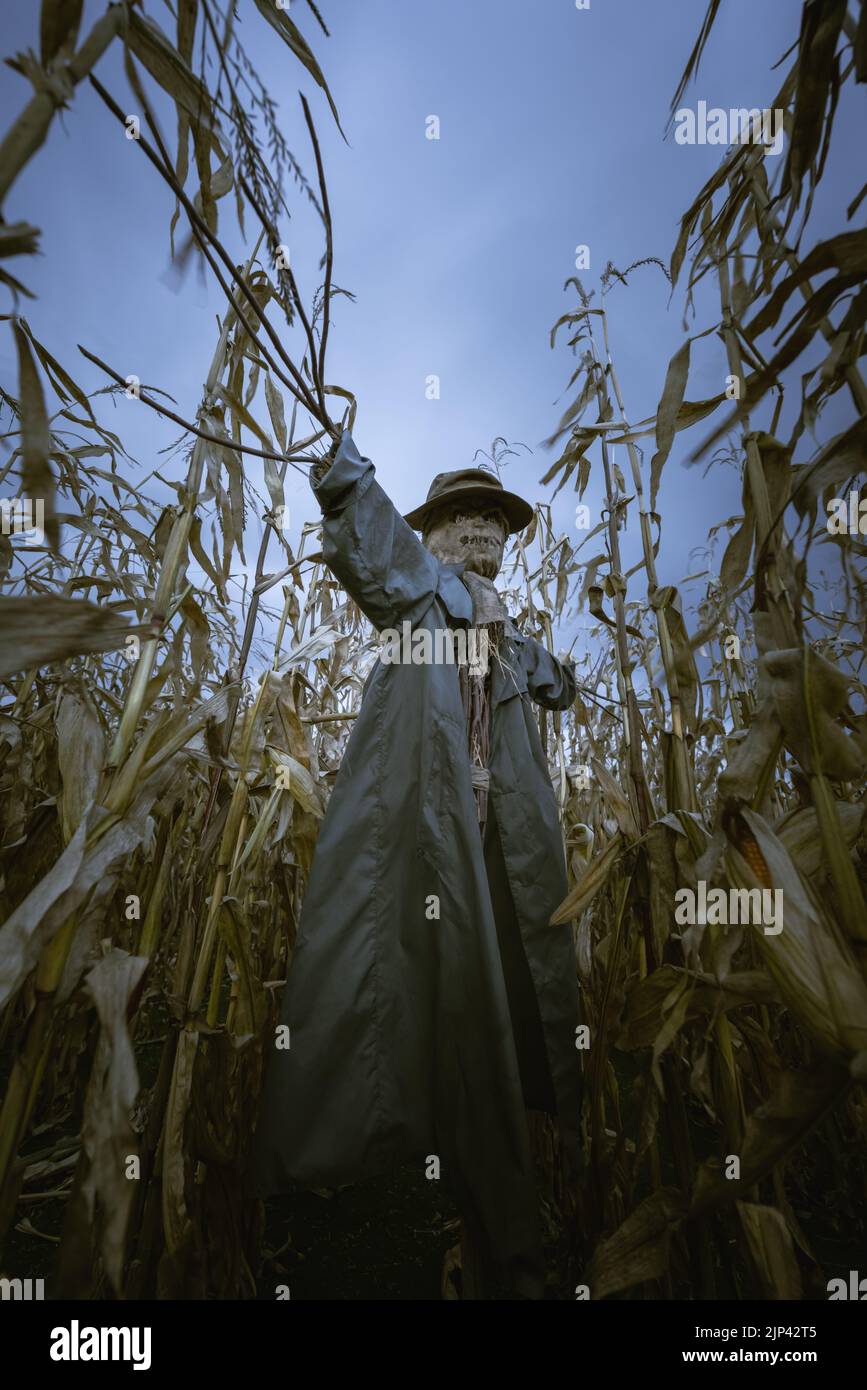 Scary scarecrow in a hat and coat on a evening autumn cornfield. Spooky Halloween holiday concept. Halloweens background Stock Photo