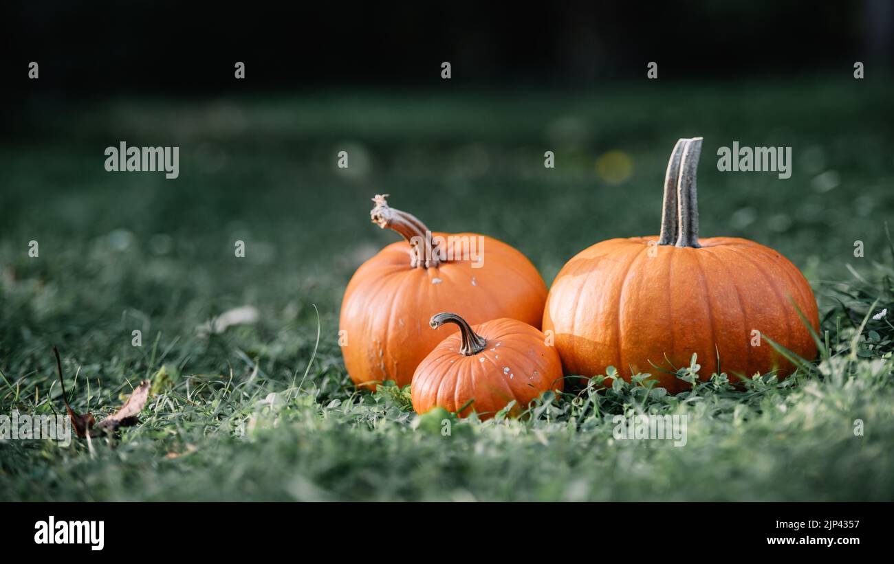 Pumpkins in garden grass. Halloween and thanksgiving holiday and autumn harvest background Stock Photo