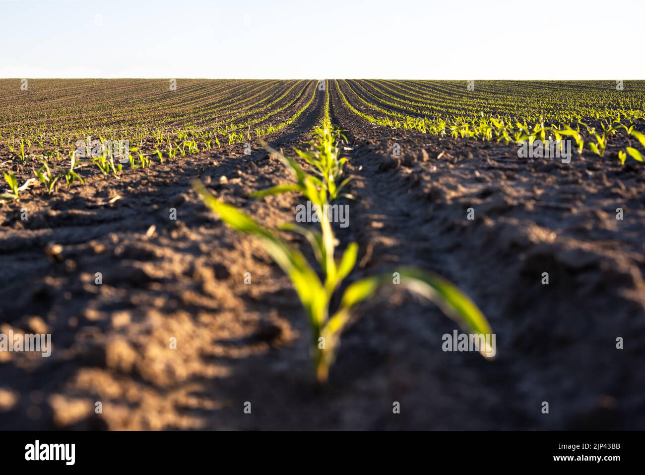 Green corn rows of the agricultural fields of Ukraine. Blue sky on background. Rural agicultural landscape Stock Photo