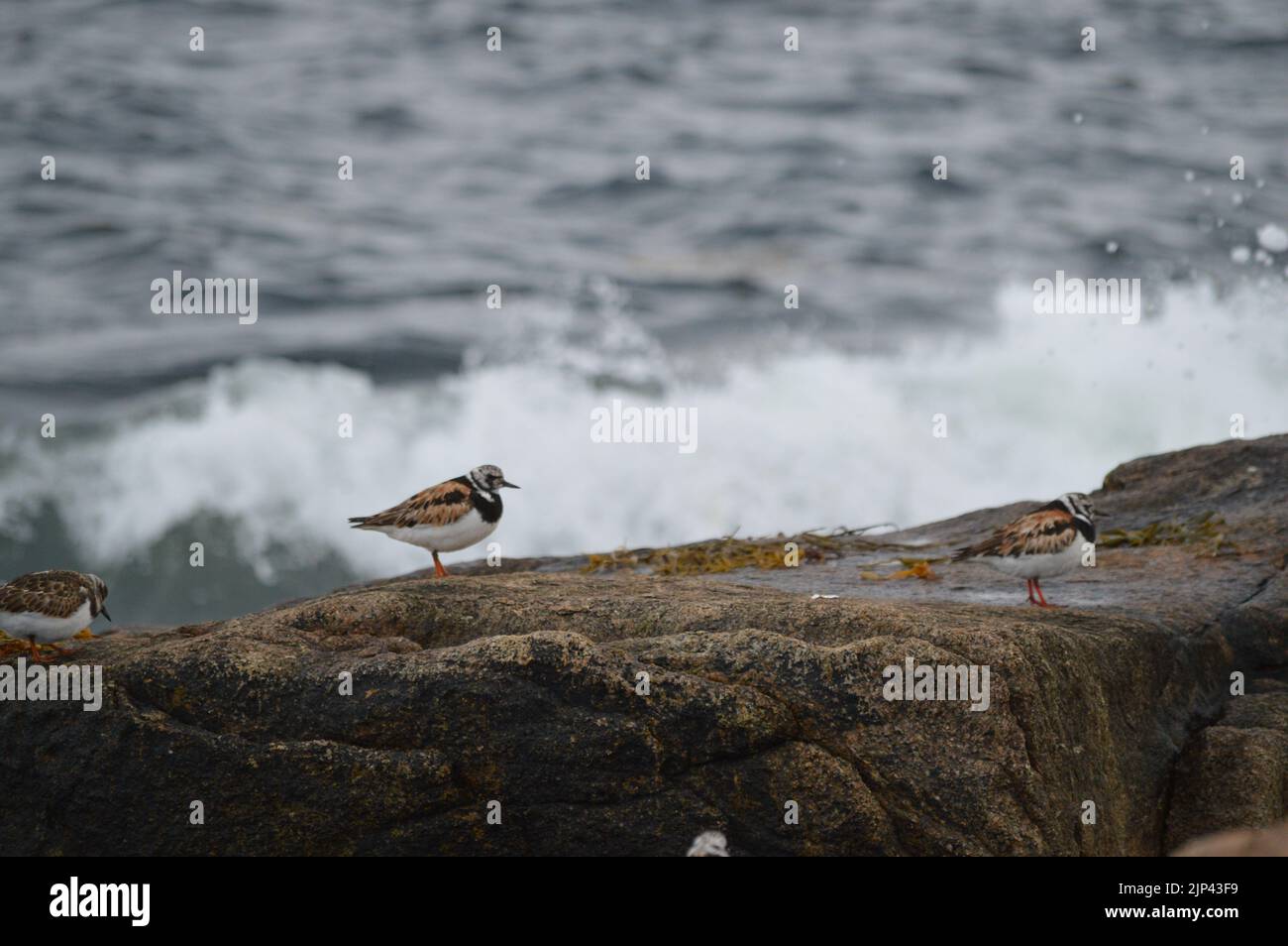 A closeup shot of a group of wading ruddy turnstones on jetty rocks near the big ocean waves Stock Photo