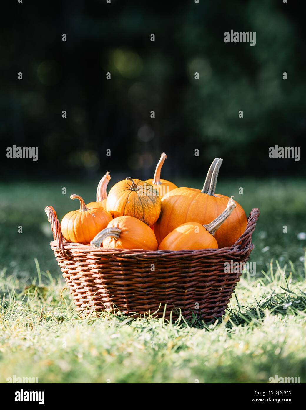 Different kind of pumpkins in garden basket. Halloween and thanksgiving holiday and autumn harvest background Stock Photo
