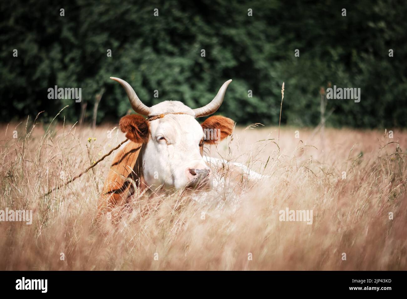 Brown cow layes in grass on autumn meadow. Pasture with yellow grass and forest on background Stock Photo