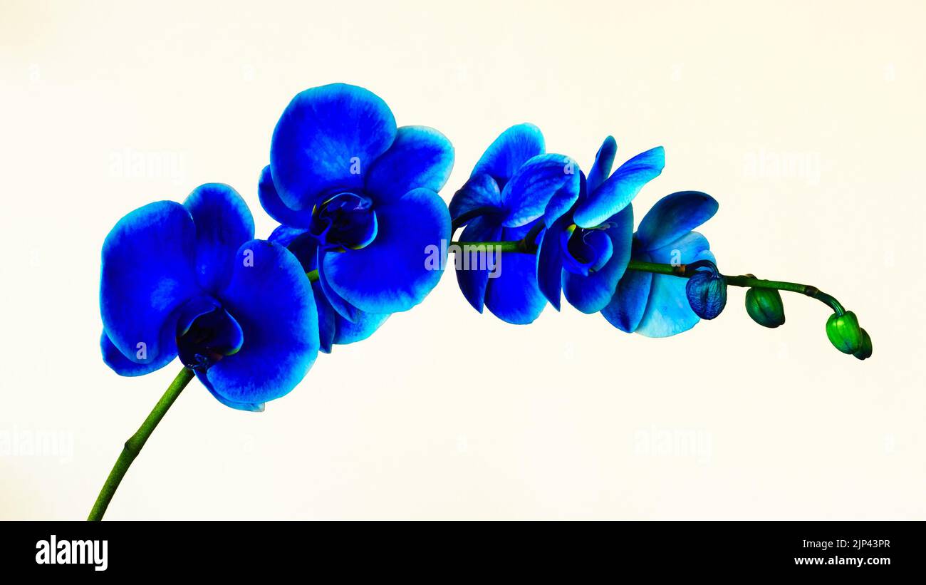 Beautiful blue orchids in bloom Stock Photo Alamy