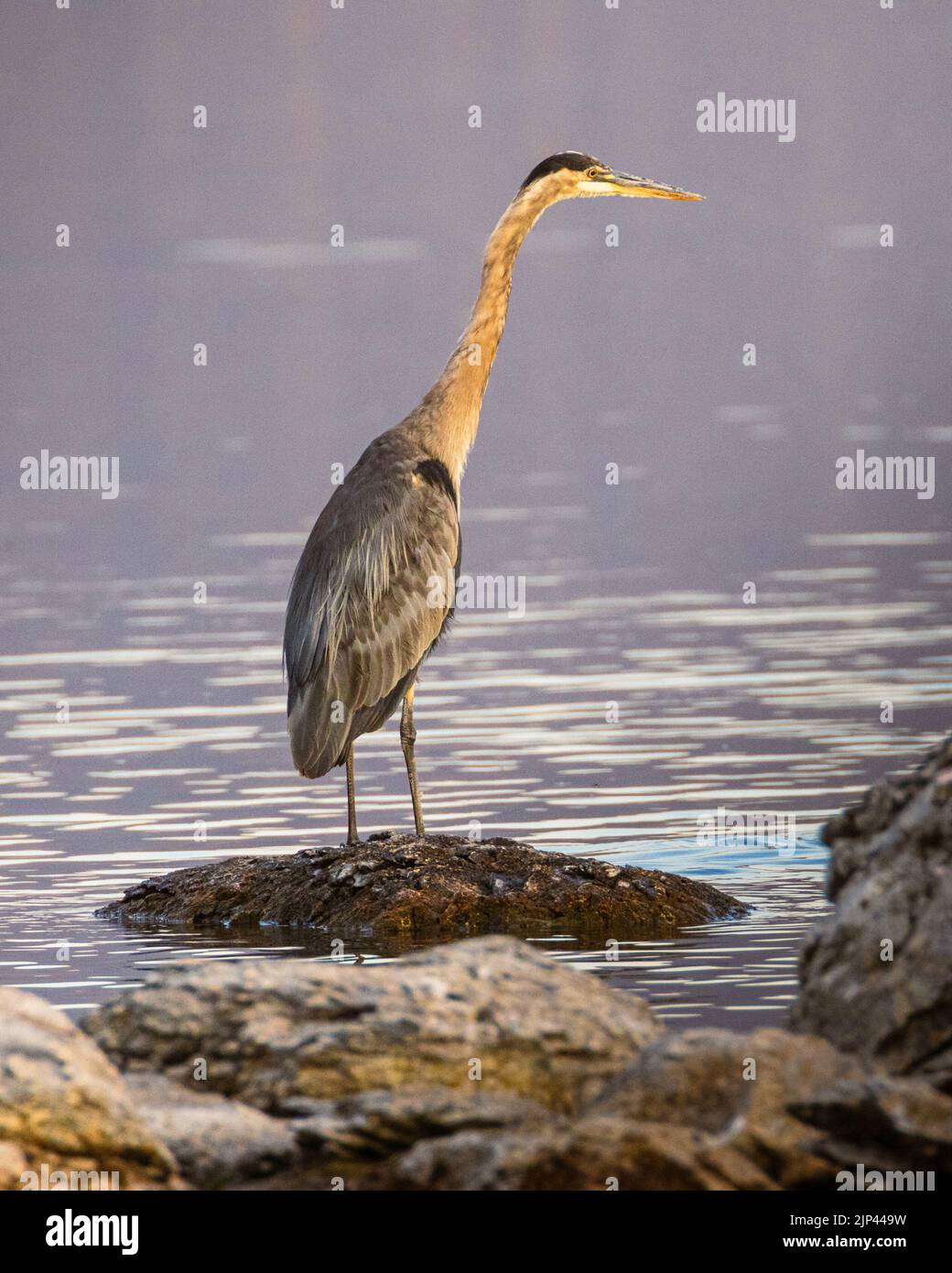 Great blue heron  (Ardea herodias) standing on a rock in shallow water looking for prey.  Eagle Lake - Lassen County, California, USA. Stock Photo