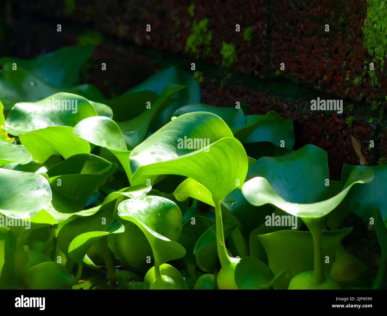 A closeup shot of Common Water Hyacinth under the sun Stock Photo Alamy