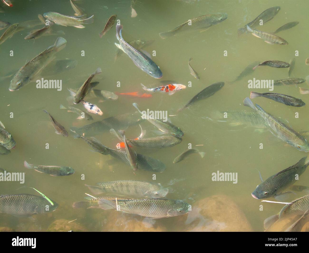 fishes on a pond with dirty water Stock Photo Alamy