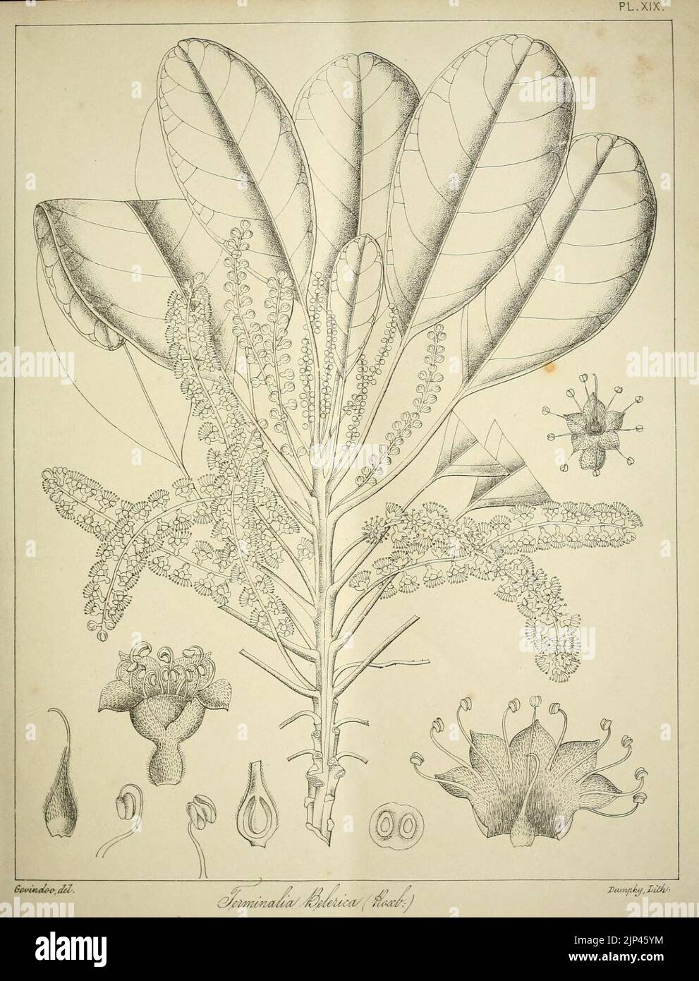 The flora sylvatica for southern India (Pl. XIX) (6820652220) Stock Photo