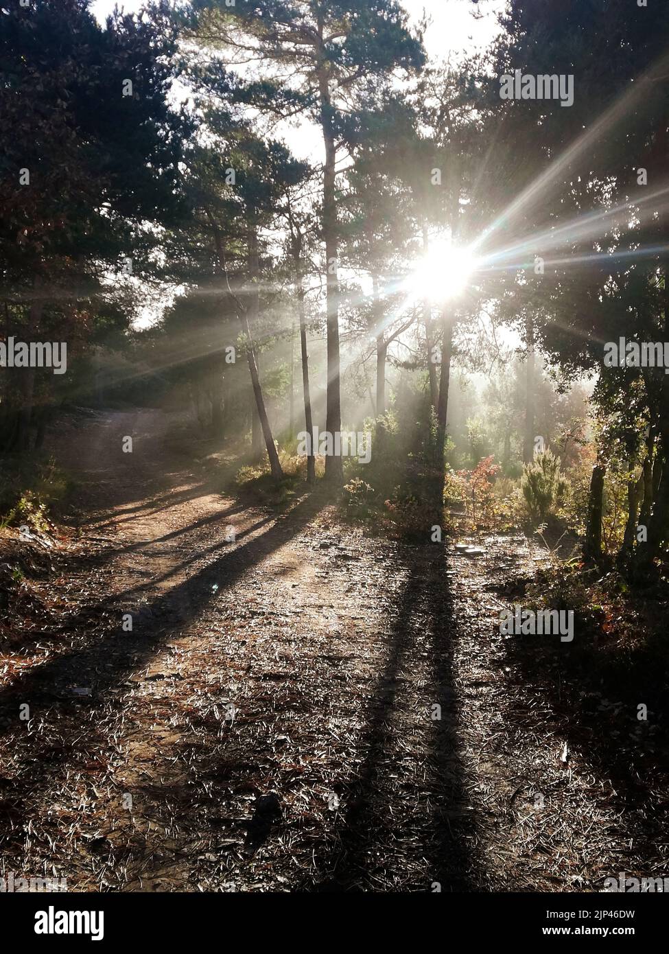 Sun rays through the trees / Contraluz entre árboles Stock Photo - Alamy