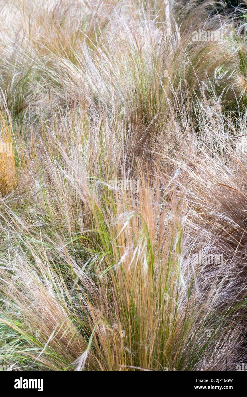A beautiful closeup of the grass Stipa ichu seen in August. Stock Photo