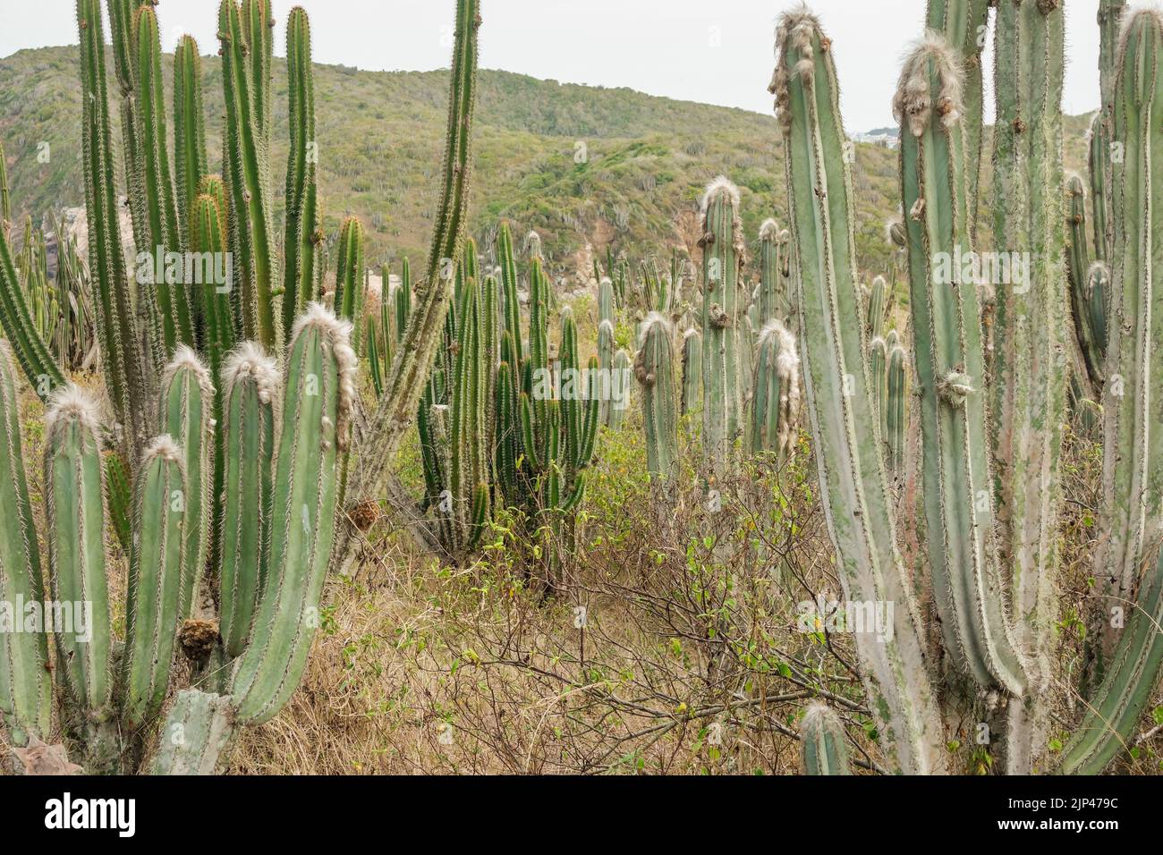close up on cactus plant with thorns and hairs, in a desert environment ...