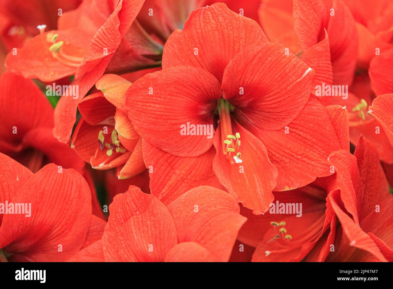 Amaryllis Naranja (Hippeastrum Naranja), close up of orange and red flowers Stock Photo