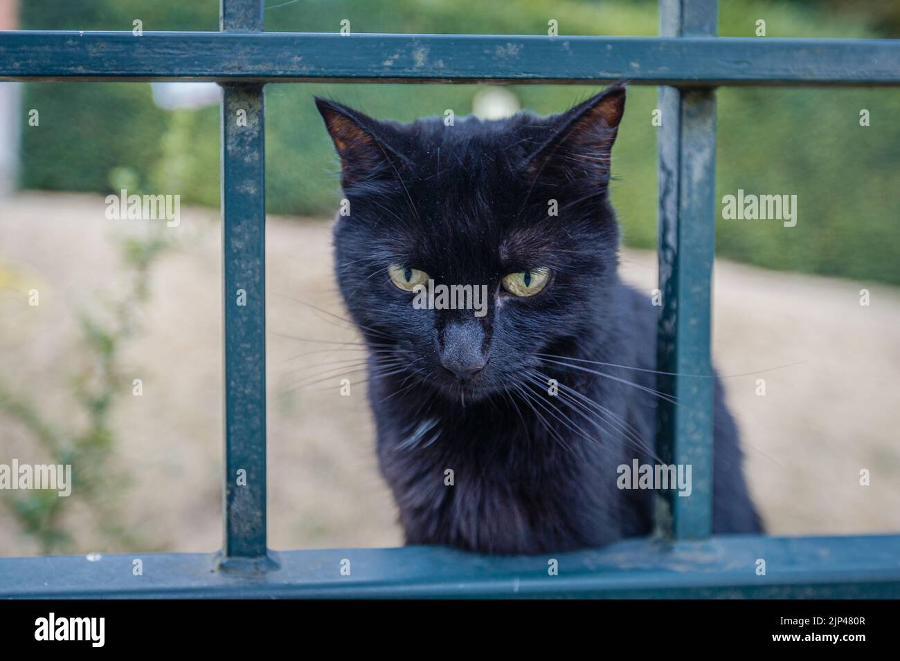 A cute cat poses outdoors in the London summer sun and heat Stock Photo ...