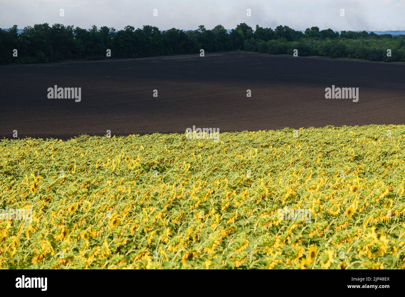 Ukraine sunflower war hi-res stock photography and images - Alamy