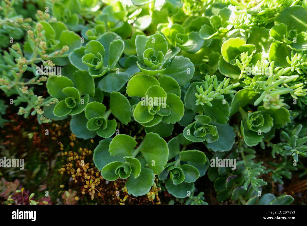 A closeup of green stonecrop (sedum) plant Stock Photo